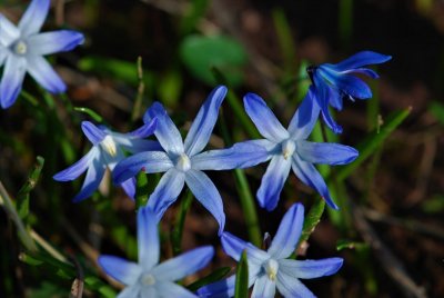 Scilla - ladoňka - květy